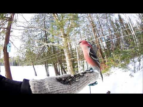 Ewan Dobson - Feeding Pine Grosbeak [Feb-09-2019]