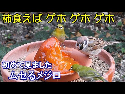 有害なムクドリを怖がらせるもの 騒音 効果的な忌避のヒント