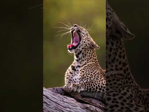 Leopards love to climb trees, where they hide their prey from predators.#insects#animals#fauna#plant