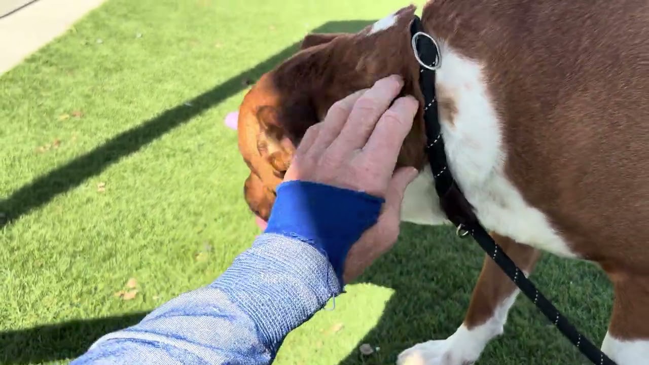 PALMER, a ADOPTABLE Rhodesian Ridgeback in Wasco, CA video 6/6