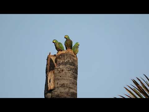 Bando de Maracanãs-do-buriti em Aramina, São Paulo