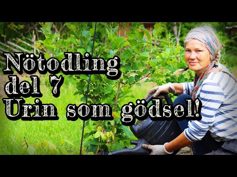 Odla nötter i allé del 7 - Hur gödslar man med urin!?