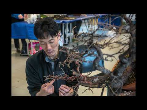 Bonsai Genk Minoru Akiyama