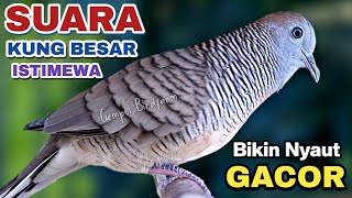 Download lagu Perkutut Lokal GACOR suara Besar Ampuh memanggil Lawan EMOSI MANGGUNG PANCINGAN PERKUTUT LOKAL mp3