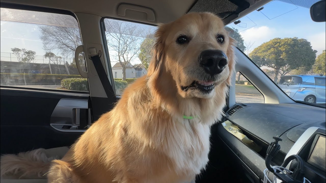 びすけが過去一ヤバいことになりました…