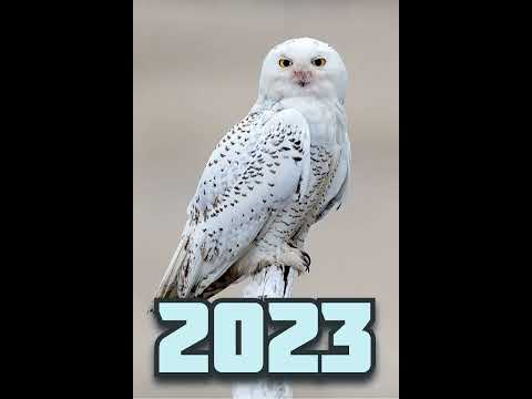 2023 white owl vs 5000bce white owl🥺😘🥰🤗❤️ #viral #trending #youtubeshorts