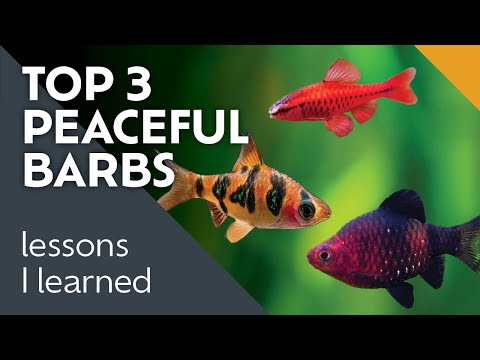 Best 3 Barbs for Community Aquariums