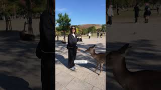Don't mess with the deer in Nara, Japan 🤣