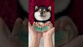 Download lagu ASMR | Manyu Daily SPA Care - Lady in Red mp3