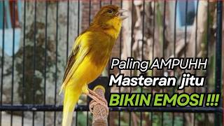 Download lagu KENARI GACOR Cuit CUIT BIRAHI UNTUK PANCINGAN & MASTERAN Kenari PAUD AGAR BUNYI mp3