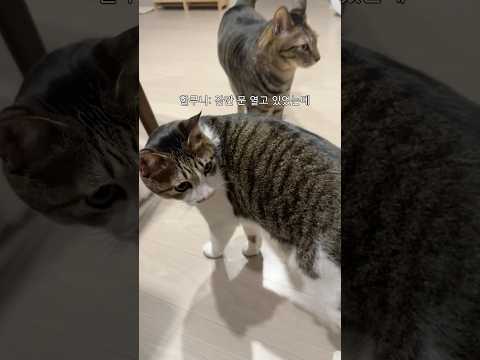 위험에 처하면 바로 울어버리는 고양이