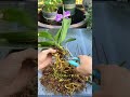 repotting orchid flower