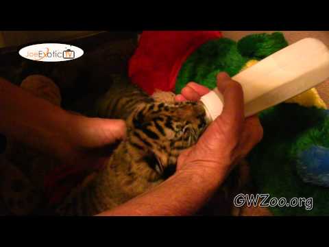 GW Zoo Animal Spotlight - Baby Tigers