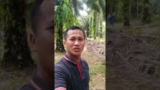 preview picture of video 'Surga Durian di Desa Batas, Kecamatan Tambusai Kabupaten Rokan Hulu'