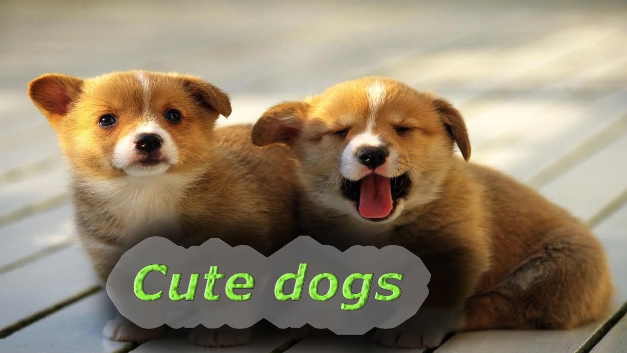 Cute Dogs Compilation Part 1 2019