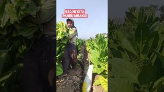 Download lagu BEGINI ORANG INDONESIA PANEN TEMBAKAU! #panen #tembakau #petani #farmerlife mp3