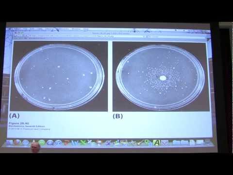 #45 Biochemistry DNA Repair / Transcription I Lecture for Kevin Ahern's BB 451/551