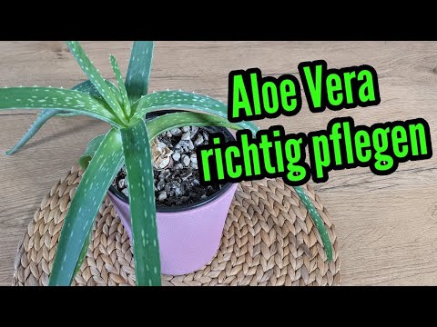, title : 'Aloe Vera Pflanze pflegen gießen düngen Standort umtopfen schneiden vermehren'