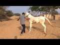 Marwari Horse Dance /Horse training of dance first step Part 1 lll