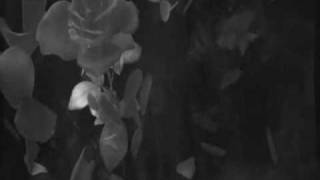 Rule of Rose -- &quot;Commit Yourself To Treason&quot;