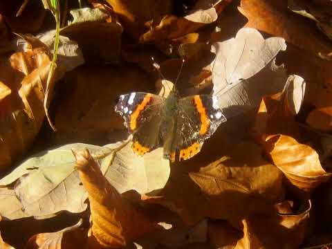 Von Diekholzen nach Sibbesse