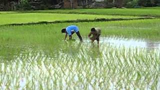 preview picture of video 'Rice planting in Si Saket'