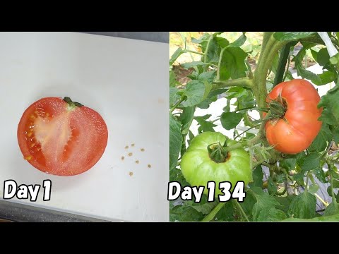 , title : 'スーパーで買った大玉トマトの種を取って植えてみると…  /  How to grow tomatoes from store bought tomatoes'