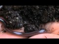 The Brahminy Blind Snake