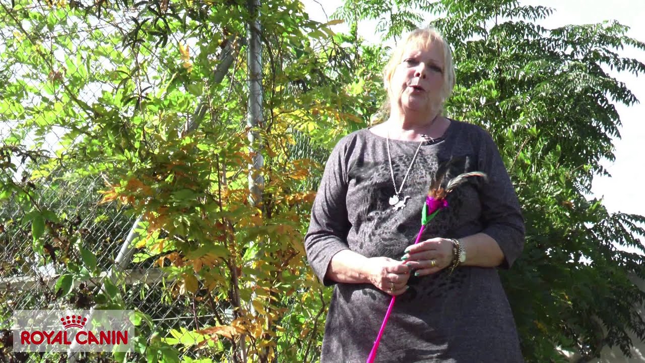 La vida de una criadora de gatos Maine Coon