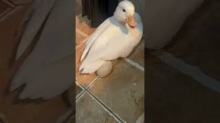 Ele Ajudou a Chocar o Ovo da Mamãe Pata 🦆❤️
