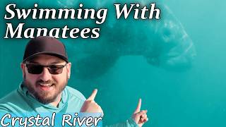 Gentle Giants: Swimming with Manatees (Legally) in Florida