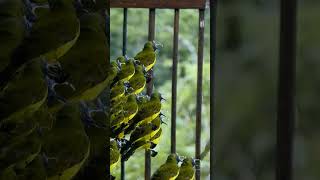 Download lagu Suara pikat sogok ontong ribut paling mematikan mp3