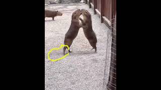 drawing a capy-fight #capybara #masbro