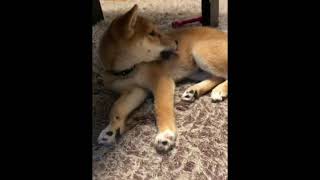 #柴犬#豆柴豆吉　ママは旅行中ですMom is traveling ♪
