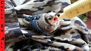 How to train a Baby Bird: I am a NEW MOM!