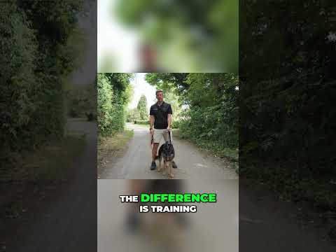 The TRUTH About The No-Pull Dog Harness... Training vs Equipment 🧐 #shorts