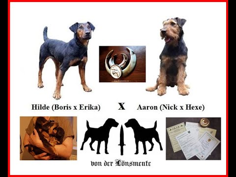 2022 - Heideterrier Welpen aus jagdlicher Leistungszucht / Aaron x Hilde von der Lönsmeute  /Saujagd