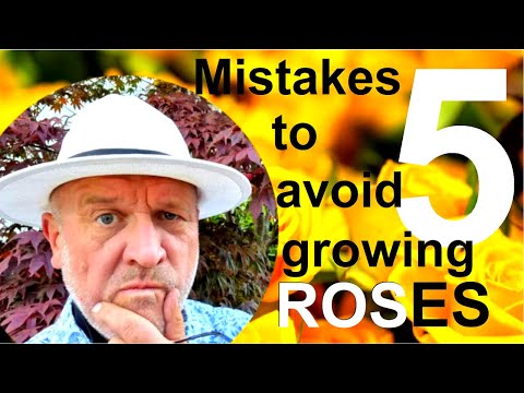 Five Mistakes to Avoid Growing Roses