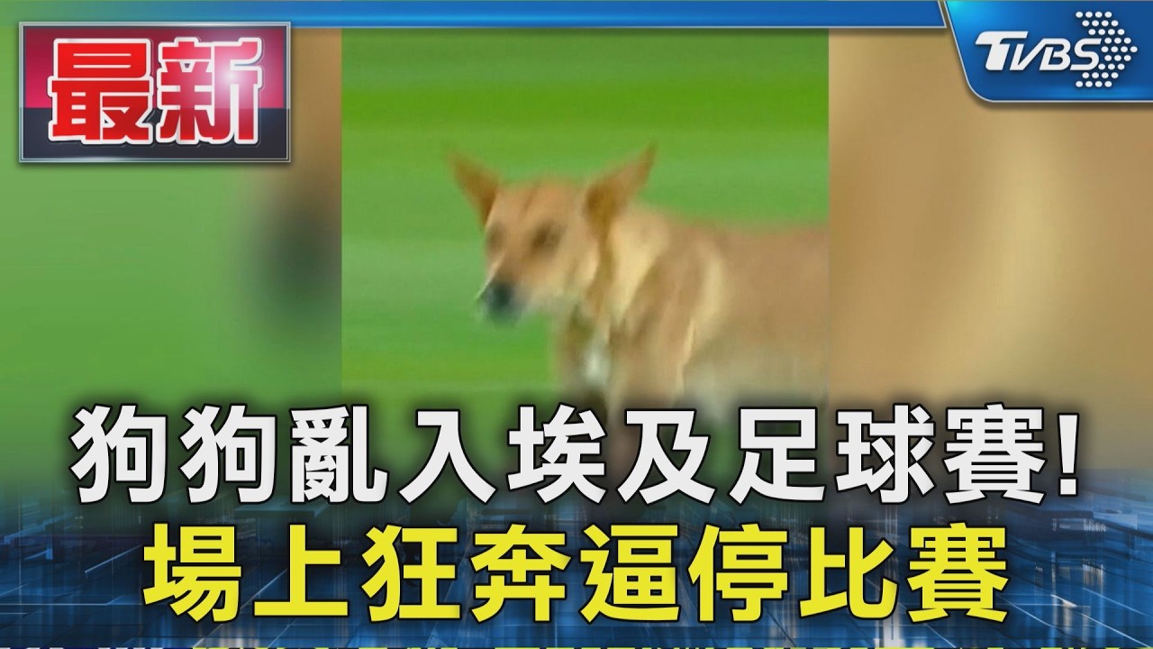 狗狗亂入埃及足球賽!場上狂奔逼停比賽 球員觀眾全笑翻｜TVBS新聞 @TVBSNEWS01