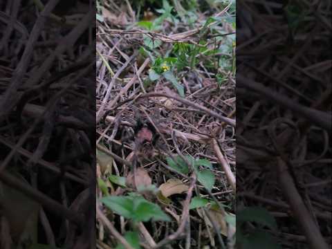 Imponente Tarántula en los bosques de San Antonio Los Ranchos Chalatenango Sur