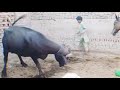 Murrah Buffalo Murrah Buffalo Meeting Buffalo Meeting Video Buffaloes Buffalo Animals Fyp