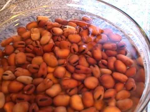 download lagu mp3 mp4 Roasted Fava Beans Bulk, download lagu Roasted Fava Beans Bulk gratis, unduh video klip Roasted Fava Beans Bulk