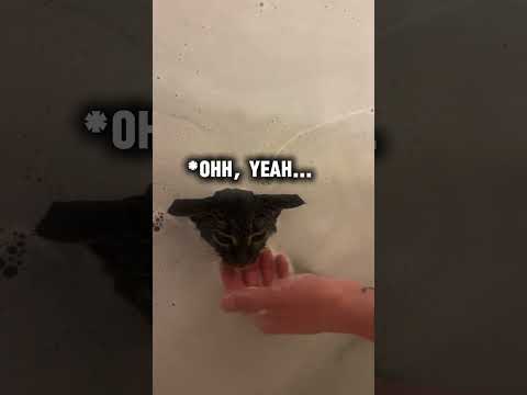 Cat is just a chill guy 😭 #animals #cat