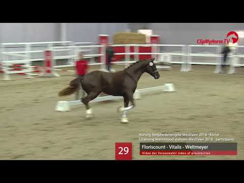 29 Hengst v. Floriscount - Vitalis - Weltmeyer