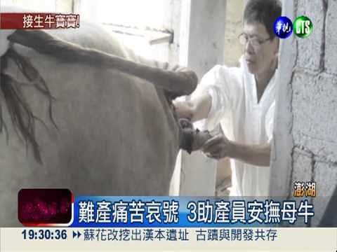 搶救難產母牛! 澎湖家畜所伸援