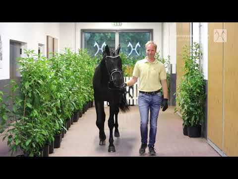 Verden Stallion Licensing 2021 - Dressage -  Nov. 4-6 - No. 55 Stallion by Secret - Rubin-Royal