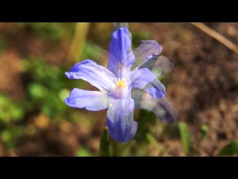 Suddenly it's Spring- Ginny Simms !