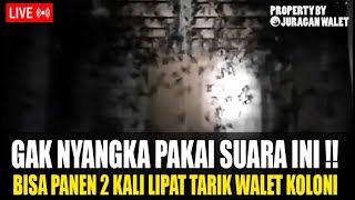 Download lagu SP TERBARU ORIGINAL ( Suara Walet Andalan Juragan Walet ) mp3 Download lagu SP TERBARU ORIGINAL ( Suara Walet Andalan Juragan Walet ) mp3