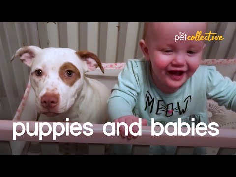 סרטון של תינוקות וכלבלבים חמודים