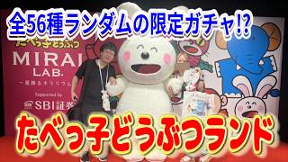 たべっ子どうぶつのテーマパークで大散財！わいえす妹の最推しのうさぎさんとグリーティングや限定ガチャのめじるしチャームが全56種ランダム!?!?【たべっ子どうぶつLAND MIRAI LAB.】